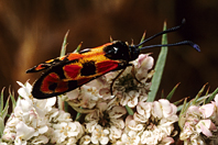 Zygaena fausta